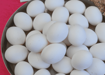 Untitled design 2025 12 21T080309.103