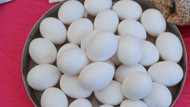 Untitled design 2025 12 21T080309.103