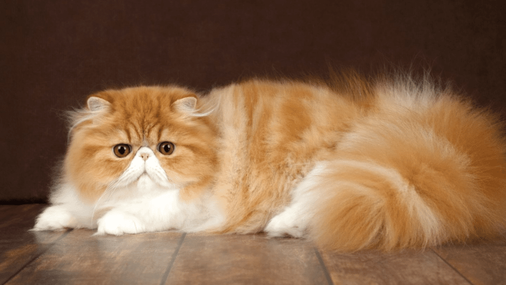 Untitled design 2025 12 31T210834.722