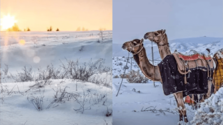 Untitled design (31)