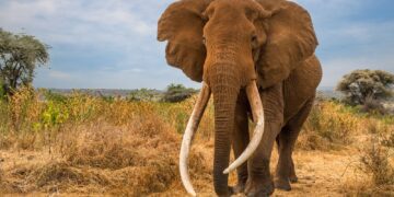 BeFunky collage 2026 01 06T091032.432