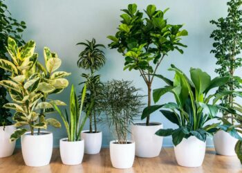 BeFunky collage 2026 01 07T183509.848