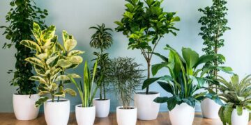 BeFunky collage 2026 01 07T183509.848