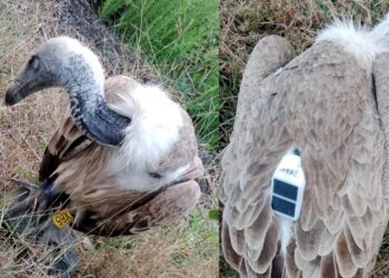 BeFunky collage 2026 01 16T134043.657