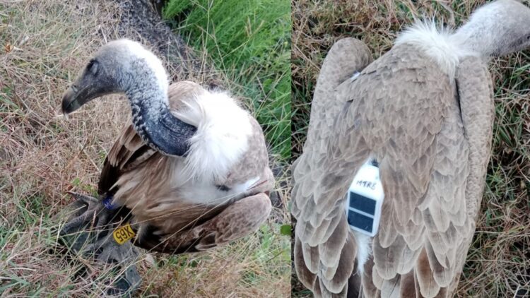 BeFunky collage 2026 01 16T134043.657