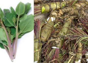 BeFunky collage (72)