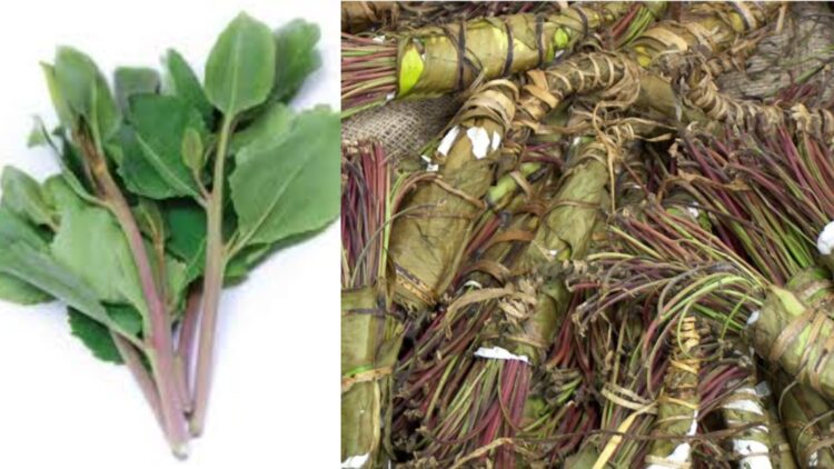 BeFunky collage (72)