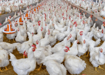 Untitled design 2026 01 24T132458.545