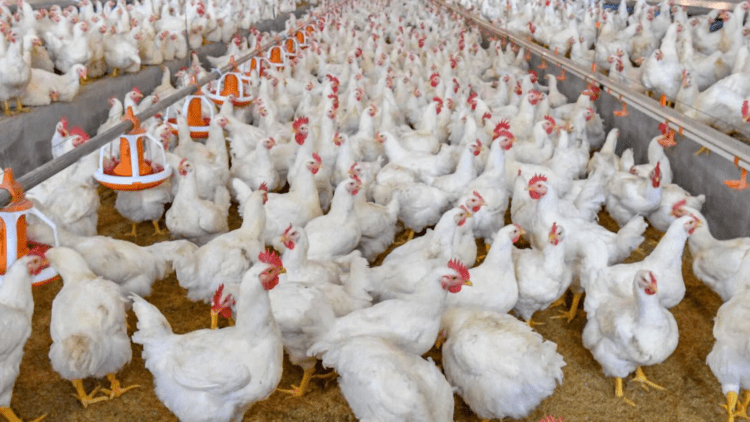 Untitled design 2026 01 24T132458.545