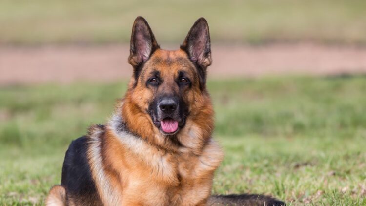 BeFunky collage 2026 02 16T130235.951