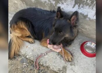 BeFunky collage 2026 02 23T103310.691