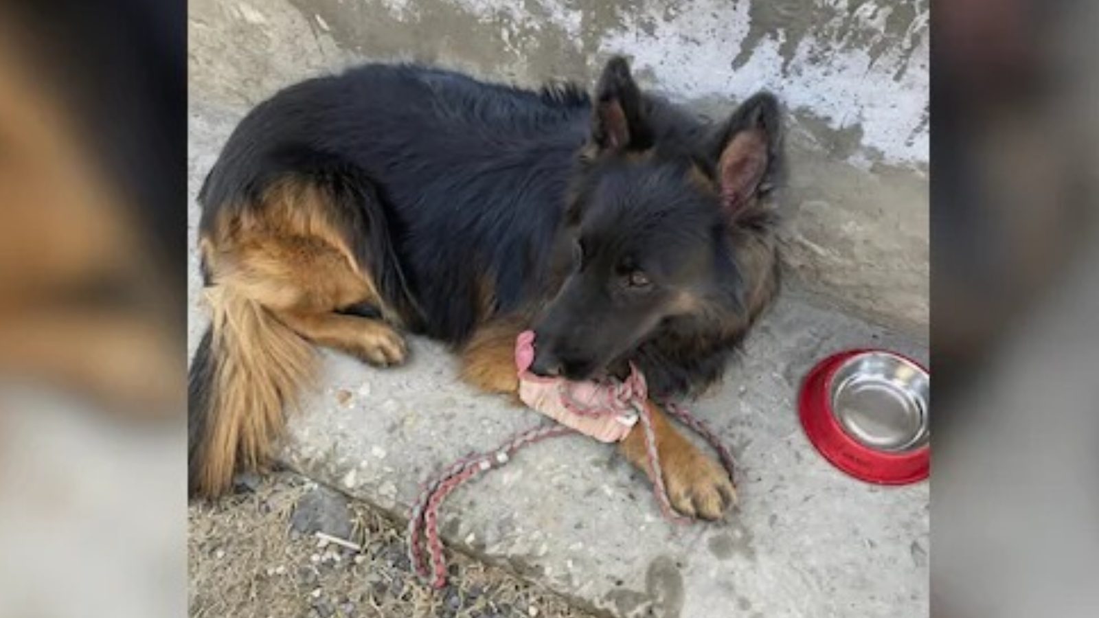 ಮೂವರು ಉಗ್ರರ ಹತ್ಯೆಗೆ ನೆರವಾದ ಸೇನೆಯ ಶ್ವಾನ..!