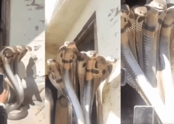 Untitled design 2026 02 04T171045.853