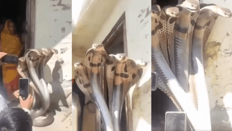 Untitled design 2026 02 04T171045.853