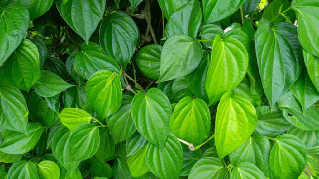 Untitled design 2026 02 09T070729.222