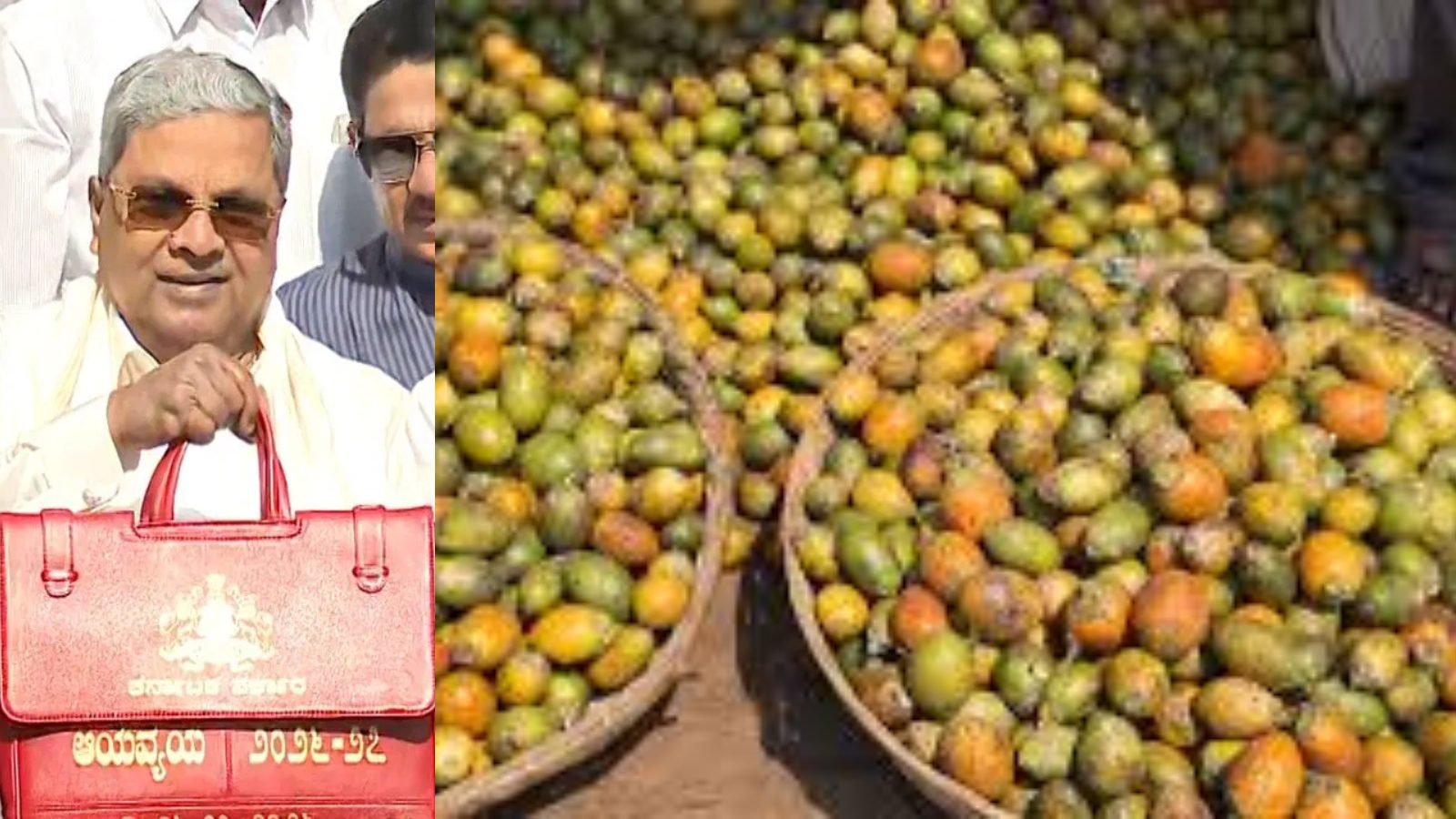 ಬಜೆಟ್‌ನಲ್ಲಿ ಅಡಿಕೆ ಬೆಳೆಗಾರರಿಗೆ ಗುಡ್ ನ್ಯೂಸ್: ಎಲೆ ಚುಕ್ಕಿ-ಹಳದಿ ಎಲೆ ರೋಗಕ್ಕೆ ₹10 ಕೋಟಿ