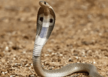 Untitled design 2026 03 14T173802.013