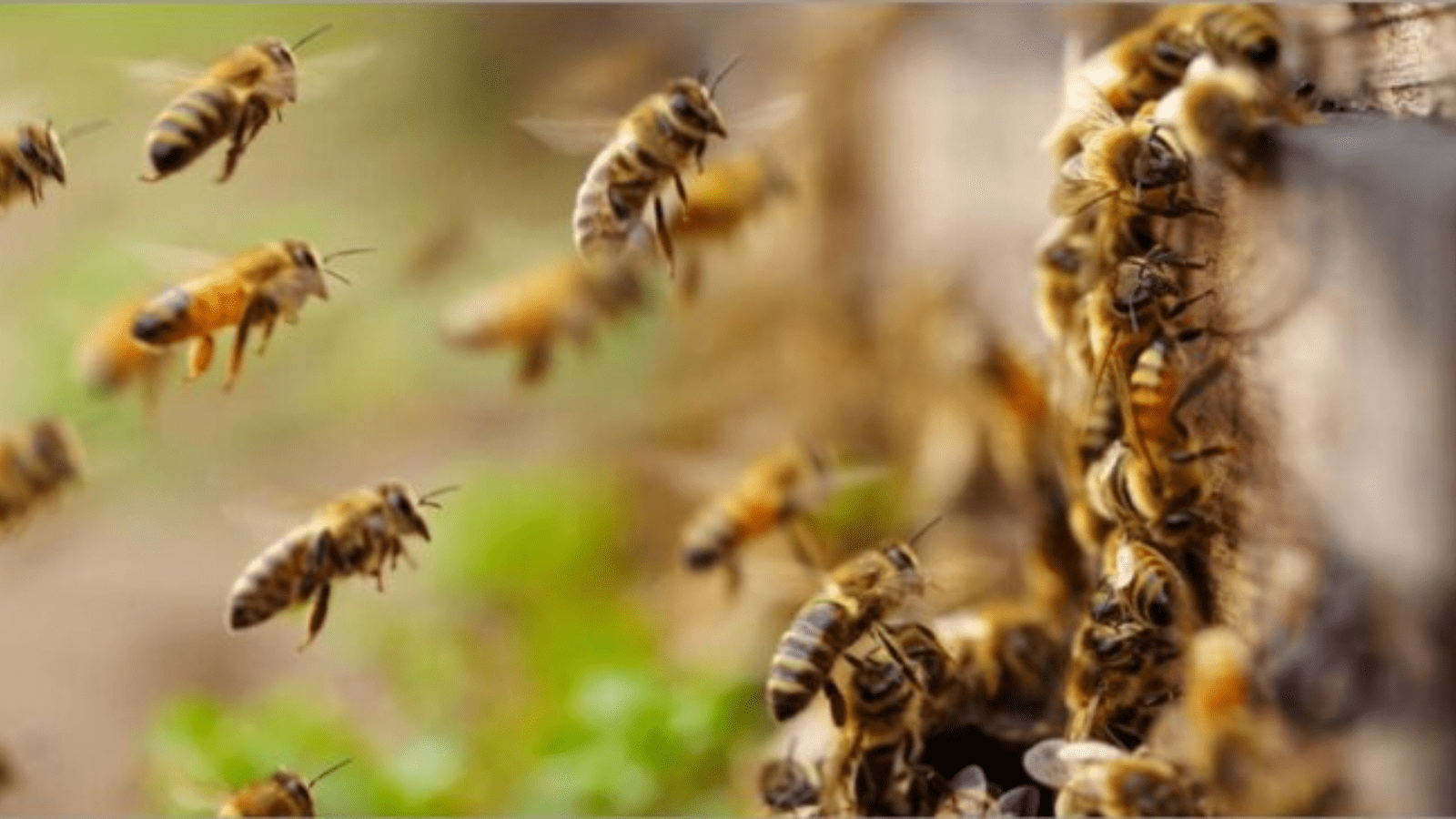 ದಾವಣಗೆರೆಯಲ್ಲಿ ರಂಜಾನ್ ಪ್ರಾರ್ಥನೆ ವೇಳೆ ಹೆಜ್ಜೇನು ದಾಳಿ: 25ಕ್ಕೂ ಹೆಚ್ಚು ಜನರಿಗೆ ಗಾಯ