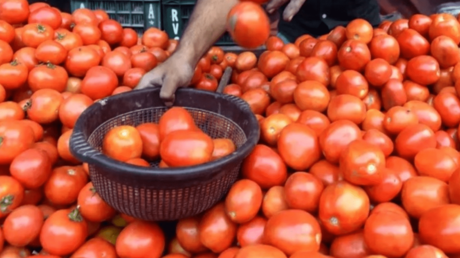 ಮಧ್ಯಪ್ರಾಚ್ಯ ಯುದ್ಧದ ಬಿಸಿ: ಕೆ.ಜಿ. ಟೊಮೆಟೊ ಬೆಲೆ ಕೇವಲ 10 ರೂ, ರೈತ ಕಂಗಾಲು