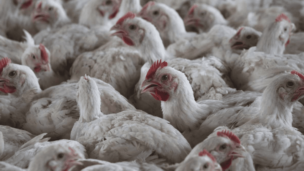 Untitled design 2026 03 25T232307.848