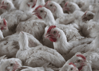 Untitled design 2026 03 25T232307.848