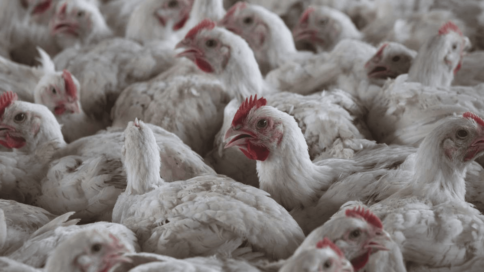 ಛತ್ತೀಸ್‌ಗಢದಲ್ಲಿ ಹಕ್ಕಿ ಜ್ವರ ಭೀತಿ: 4,400 ಕೋಳಿಗಳ ಸಾ*ವು