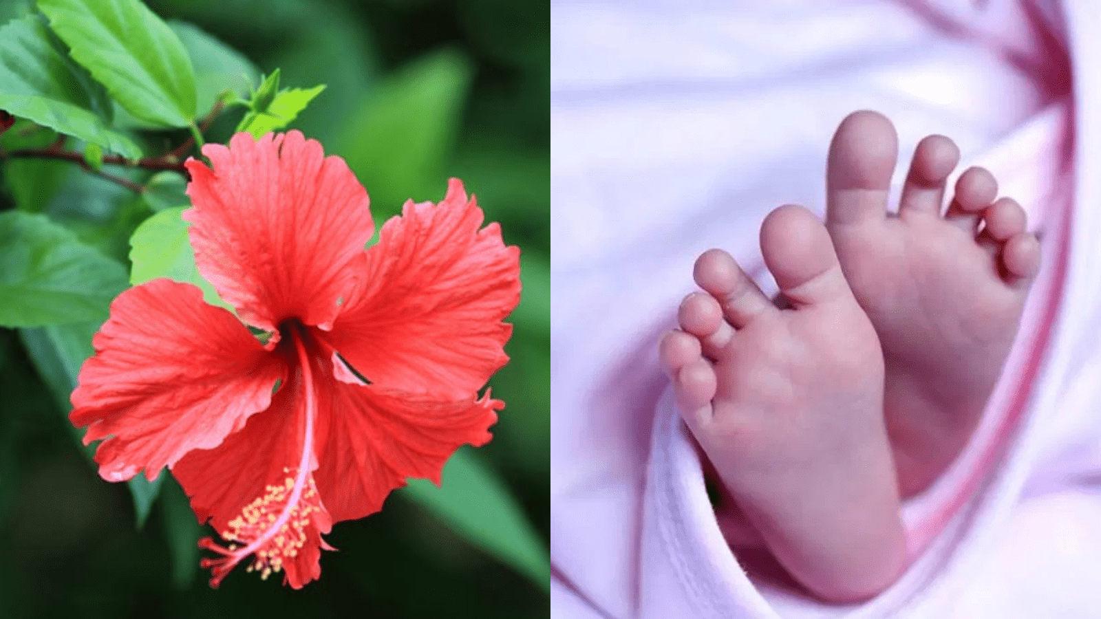 ಮೈಸೂರಿನಲ್ಲಿ ಮನಕಲಕುವ ಘಟನೆ: ದಾಸವಾಳ ಹೂವು ನುಂಗಿ ಮಗು ಸಾ*ವು