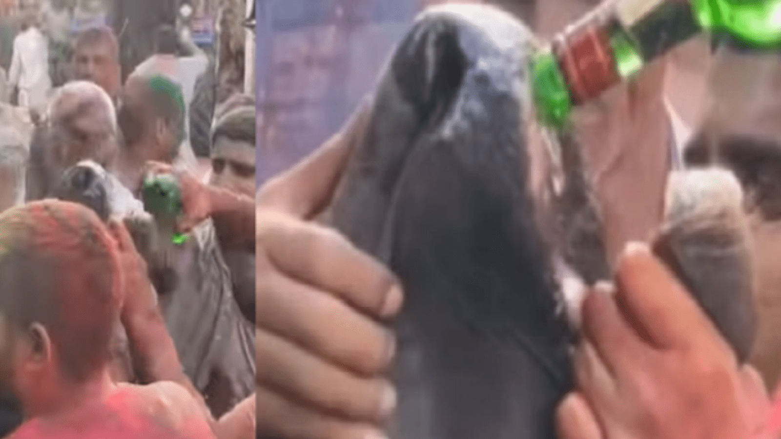 ಹೋಳಿ ಹಬ್ಬದಲ್ಲಿ ವಿಕೃತಿ: ಹಸುವಿಗೆ ಬಲವಂತವಾಗಿ ಮದ್ಯ ಕುಡಿಸಿದ ಕಿಡಿಗೇಡಿಗಳು