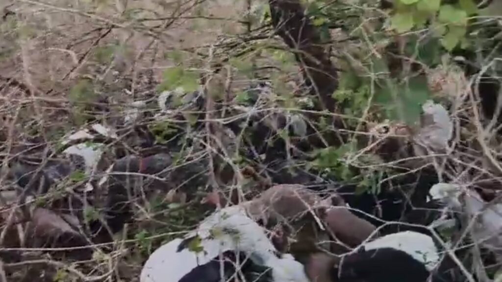 BeFunky collage (63)