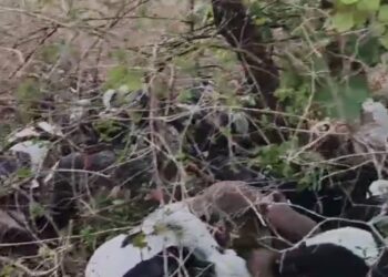 BeFunky collage (63)