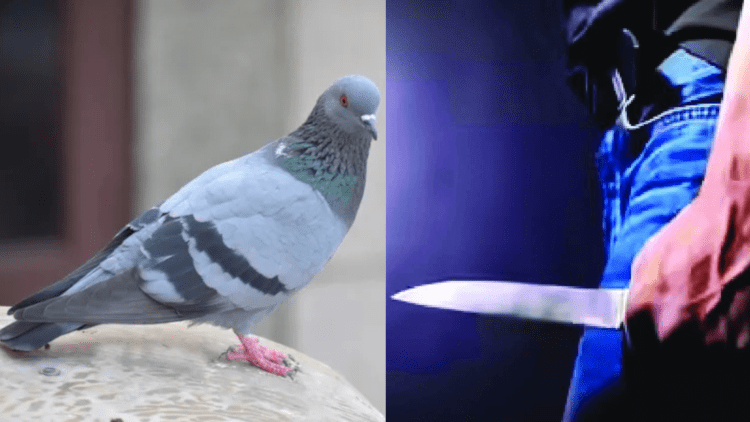 Untitled design 2026 04 22T231755.621