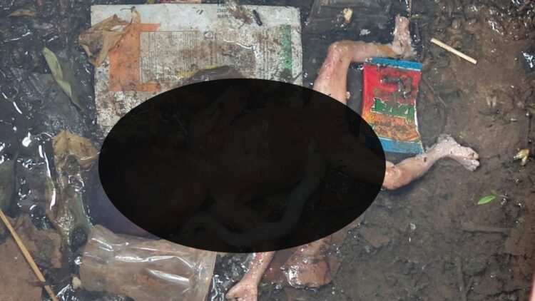 BeFunky collage (7)