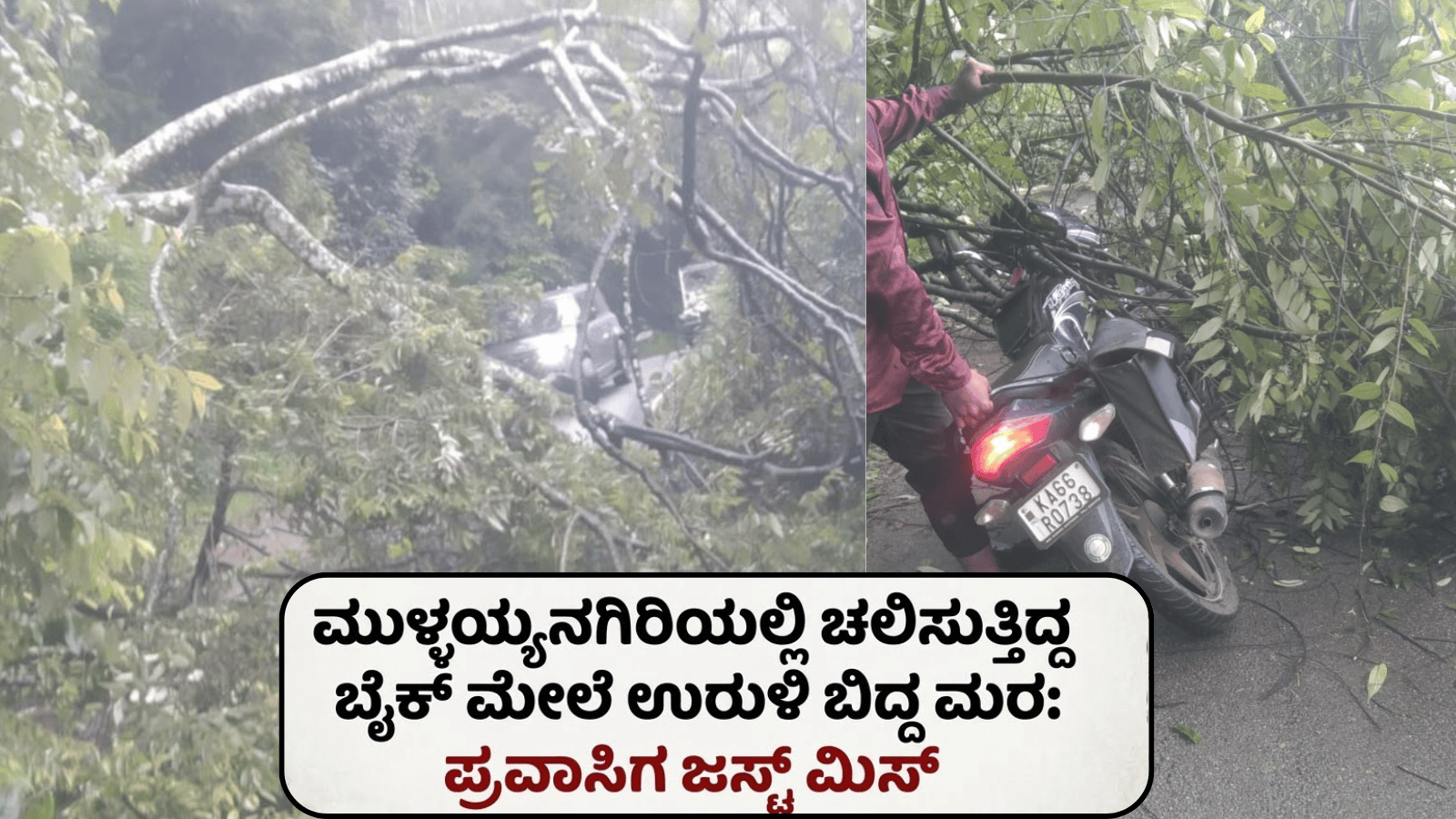 ಮುಳ್ಳಯ್ಯನಗಿರಿಯಲ್ಲಿ ಚಲಿಸುತ್ತಿದ್ದ ಬೈಕ್ ಮೇಲೆ ಉರುಳಿ ಬಿದ್ದ ಮರ: ಪ್ರವಾಸಿಗ ಜಸ್ಟ್‌ಮಿಸ್