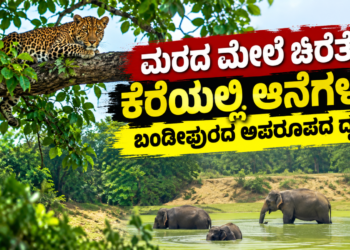 ಡೈವರ್ಟ್ (3)