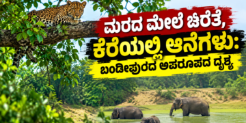 ಡೈವರ್ಟ್ (3)