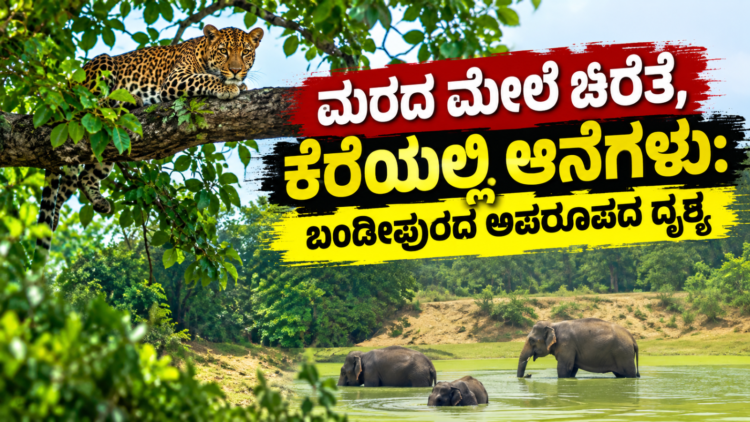 ಡೈವರ್ಟ್ (3)