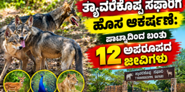 ಪಟ್ಟೆ ತಲೆ ಹೆಬ್ಬಾತು ಪ್ರಕರಣ (3)