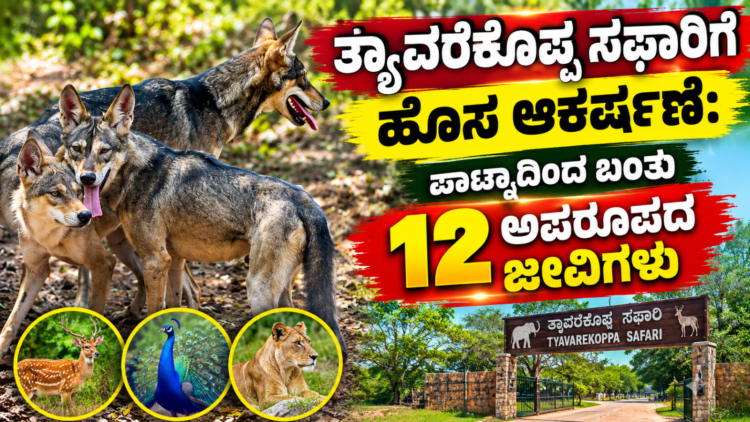 ಪಟ್ಟೆ ತಲೆ ಹೆಬ್ಬಾತು ಪ್ರಕರಣ (3)